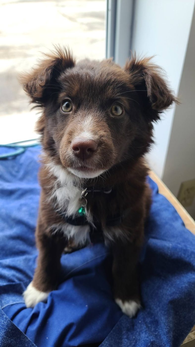 Mojo the shop puppy on a blue blanket by the window