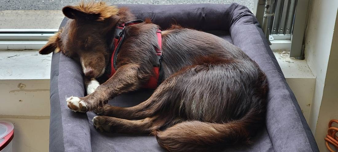 Mojo asleep in a red harness